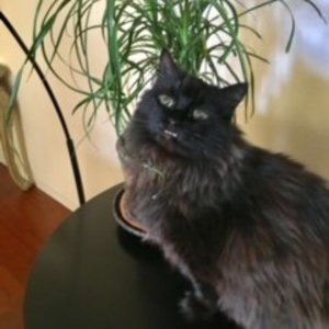 Meet your Posher, Ellen